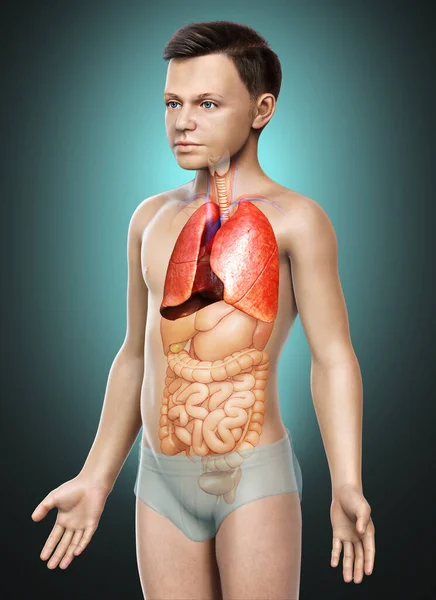 Gerenderte Medizinisch Korrekte Darstellung Der Lungenanatomie Eines Kleinen Jungen — Stockfoto