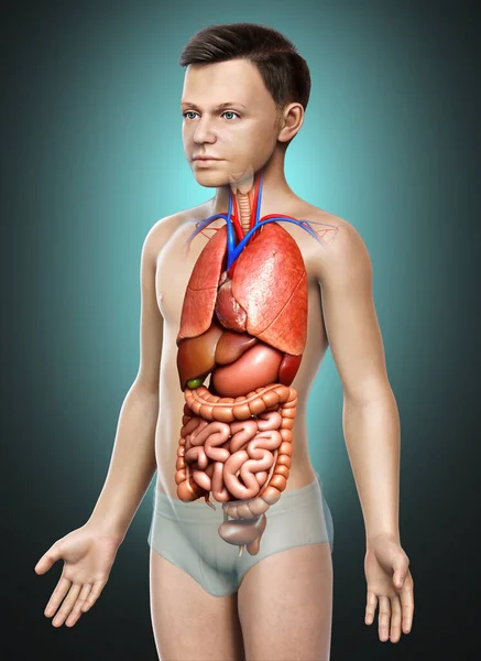 Provedená Lékařsky Přesná Ilustrace Mladého Chlapce Vnitřní Orgány — Stock fotografie