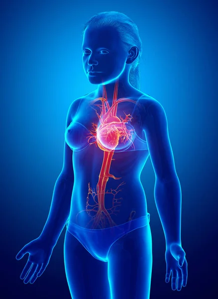 Lékařsky Přesné Ilustrace Zvýrazněné Oranžové Mladé Dívky Srdce Anatomie — Stock fotografie