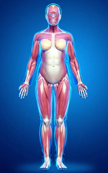 Renderizado Ilustración Médicamente Precisa Sistema Muscular Femenino — Foto de Stock