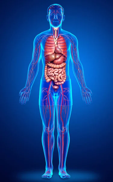 Renderizado Ilustração Medicamente Precisa Dos Órgãos Internos Masculinos Sistema Circulatório — Fotografia de Stock