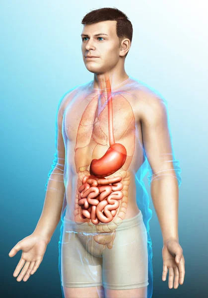 Renderowane Medycznie Dokładna Ilustracja Męskiego Żołądka Jelita Cienkiego — Zdjęcie stockowe