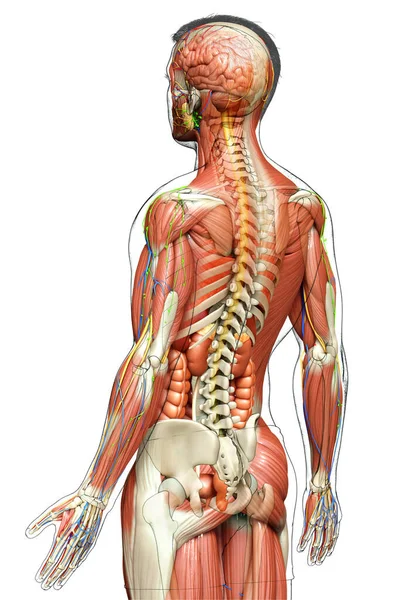 Rendered Medically Accurate Male Anatomy — Stock Photo, Image