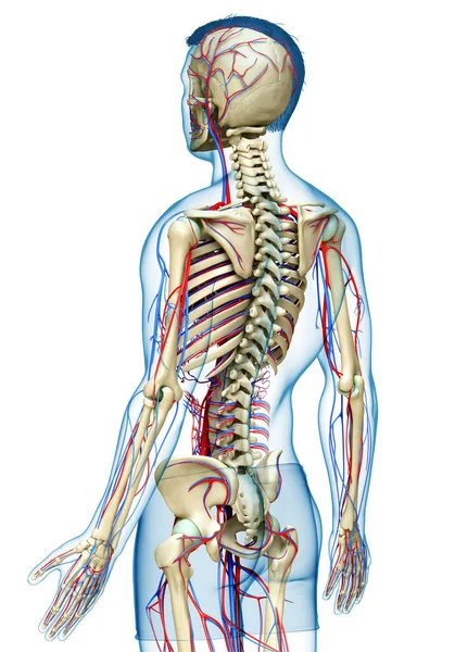 3D, erkek dolaşım ve iskelet sisteminin tıbben doğru çizimi.