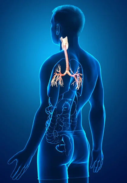 Ilustración Laringe Trachea Bronchi Parte Del Sistema Respiratorio —  Fotos de Stock