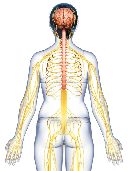Renderowane Medycznie Dokładna Ilustracja Żeńskiego Układu Nerwowego — Zdjęcie stockowe