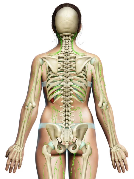 Rendered Medically Accurate Illustration Female Lymphatic System — Stock Photo, Image