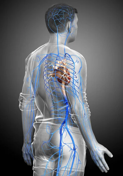3Dは男性の静脈解剖学の医学的に正確なイラストをレンダリングしました — ストック写真