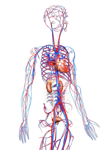 Renderizado Ilustração Medicamente Precisa Dos Rins Sistema Circulatório — Fotografia de Stock