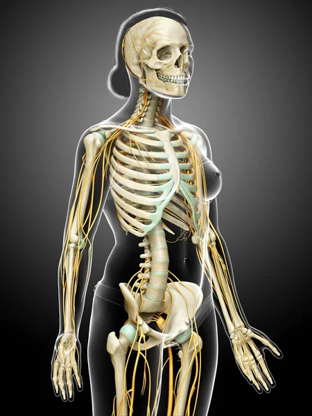 3Dは医療的に正確なイラストを女性の神経系と骨格系からレンダリングしました — ストック写真