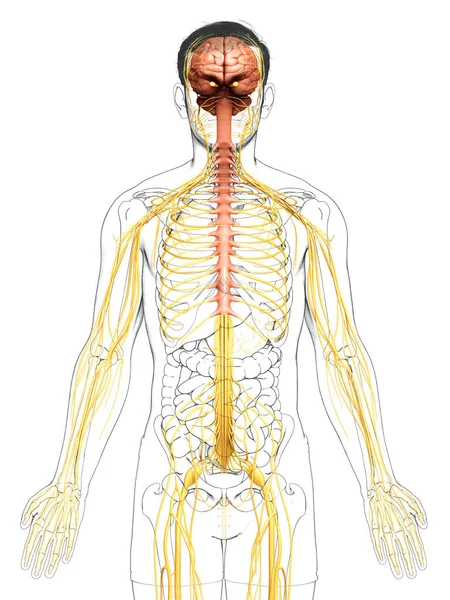 3Dは男性の神経系の医学的に正確なイラストをレンダリングしました — ストック写真
