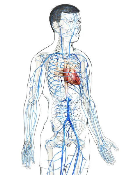 Gjorde Medicinskt Korrekt Illustration Manlig Vener Anatomi — Stockfoto
