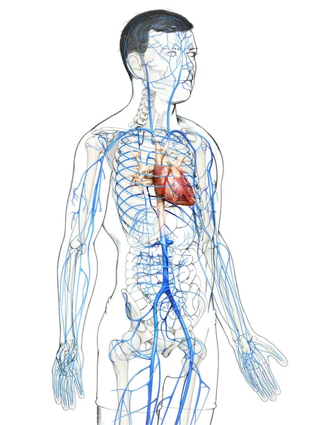 Renderizado Ilustración Médicamente Precisa Una Anatomía Venas Masculinas — Foto de Stock