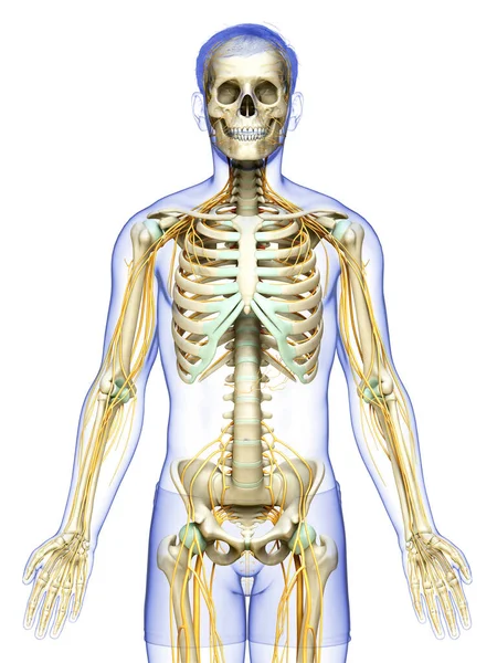 Renderizado Ilustración Médicamente Precisa Del Sistema Nervioso Sistema Esquelético — Foto de Stock