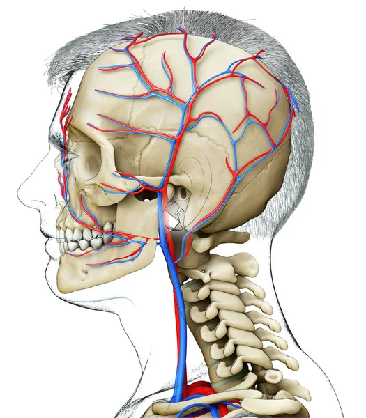 Renderizado Ilustración Médicamente Precisa Cabeza Masculina Sistema Circulatorio Esqueleto —  Fotos de Stock