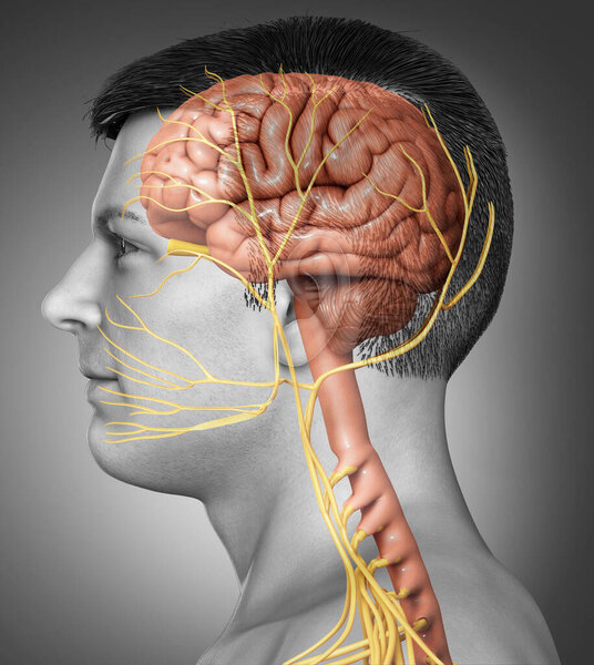 3D рендеринг медицинской иллюстрации мужской внутренней анатомии мозга
 