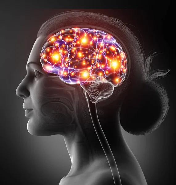 3Dレンダリングされた医学的に正確な女性の脳のイラストです — ストック写真