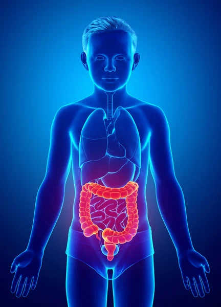 Renderizado Ilustración Médicamente Precisa Anatomía Del Intestino Grueso Del Niño —  Fotos de Stock