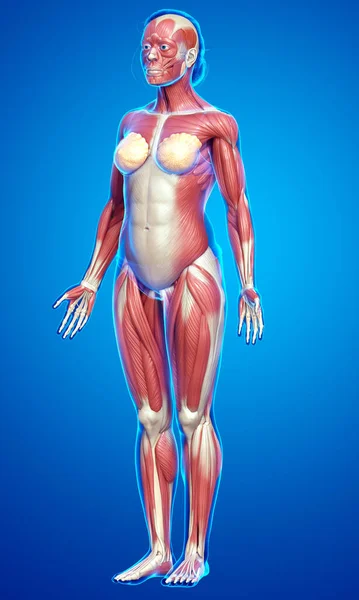 3D对女性肌肉系统进行了精确的医学描述 — 图库照片