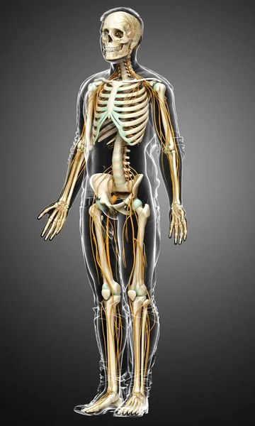 Rendered Medically Accurate Illustration Nervous System Skeleton System — Stock Photo, Image