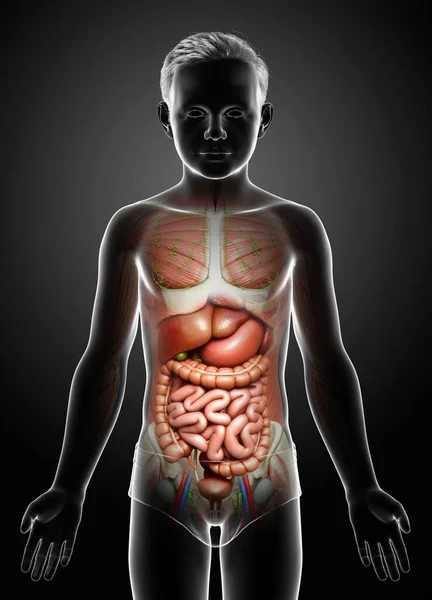 Görs Medicinskt Korrekt Den Manliga Anatomin — Stockfoto