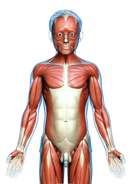 Gerenderte Medizinisch Korrekte Illustration Eines Jungen Muskelsystems — Stockfoto