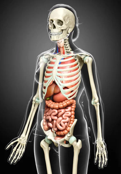 Rendered Medically Accurate Illustration Female Internal Organs Skeleton Syste — Stock Photo, Image