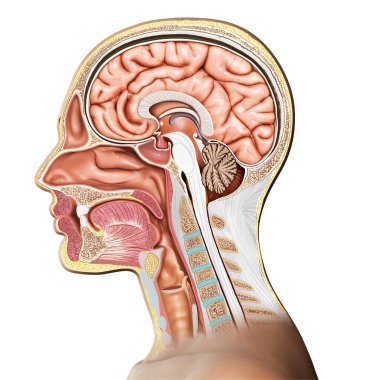 Erkek iç beyin anatomisinin 3 boyutlu tıbbi çizimi 