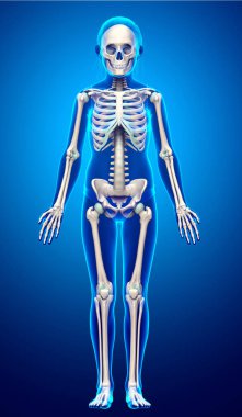 3 boyutlu, tıbbi olarak genç bir kızın iskelet sisteminin resmi.