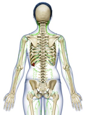3D, tıbbi olarak bir kadın lenf sisteminin doğru bir çizimi.