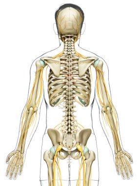3D, sinir sistemi ve iskelet sisteminin tıbbi olarak doğru bir gösterimi.