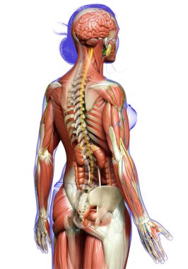 3D, tıbbi olarak kadın anatomisini doğruluyor.