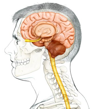 Erkek iç beyin anatomisinin 3 boyutlu tıbbi çizimi 