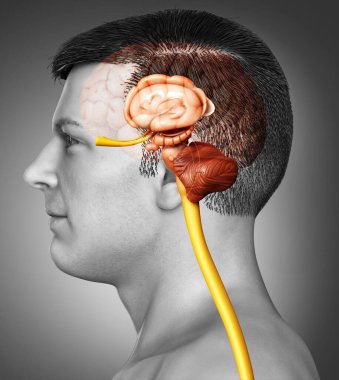 Erkek iç beyin anatomisinin 3 boyutlu tıbbi çizimi 