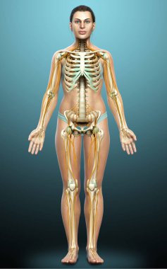 3D, bir kadın sinir sisteminin ve iskelet sisteminin tıbbi olarak doğru bir gösterimi.