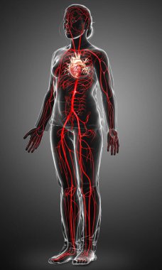 Dişi atardamarların tıbben doğru çizimi 3D