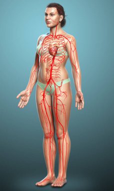 Dişi atardamarların tıbben doğru çizimi 3D