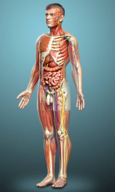 3D, tıbbi olarak erkek anatomisini doğruluyor.