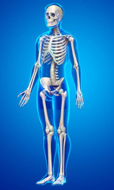 3D üretilmiş, tıbben doğru bir erkek iskelet sistemi.