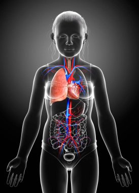 3 boyutlu, tıbbi olarak genç bir kızın akciğer anatomisini gösteriyor.