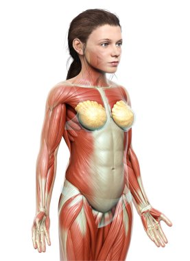 3D, genç bir kızın kas sisteminin tıbben doğru bir çizimi.