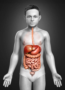 3D, oğlanın sindirim sisteminin tıbben doğru bir gösterimi.