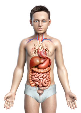 3D, oğlanın sindirim sisteminin tıbben doğru bir gösterimi.