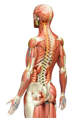 3D, tıbbi olarak erkek anatomisini doğruluyor.