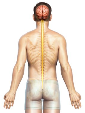 3D, bir erkek beyninin tıbben doğru bir gösterimi.