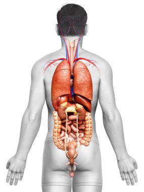 3D, erkek iç organlarının tıbben doğru çizimi. 