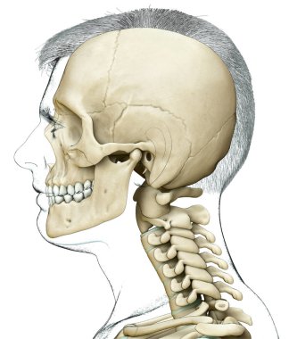 3 boyutlu, tıbben doğru, erkek kafatası ve boyun anatomisi.