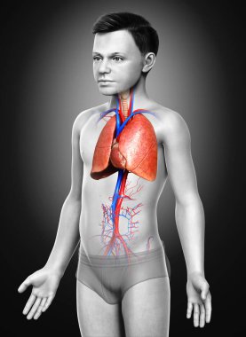 3D, tıbbi olarak genç bir çocuğun akciğer anatomisini gösteriyor.