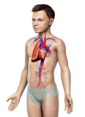3D, tıbbi olarak genç bir çocuğun akciğer anatomisini gösteriyor.
