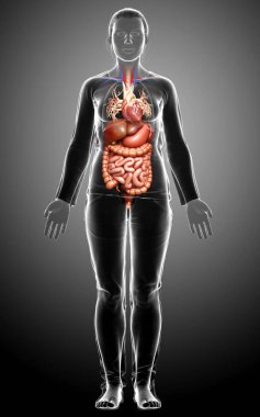 3D, kadınların sindirim sisteminin tıbben doğru bir gösterimi.